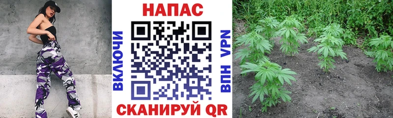 Каннабис индика  Староминская 